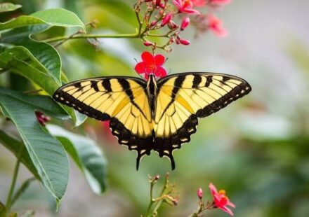 yellow and black butterfly spiritual meaning