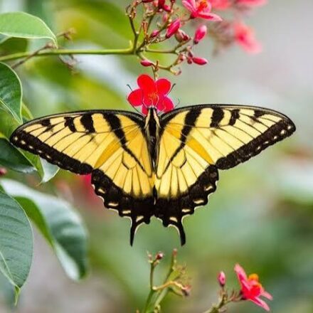 yellow and black butterfly spiritual meaning